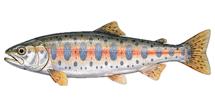アマゴ(Amago Trout)のイラスト
