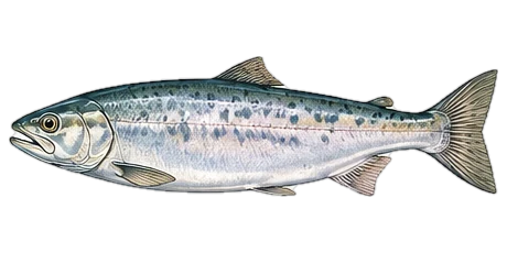 サクラマス（Cherry Salmon (Sakuramasu)）のイラスト