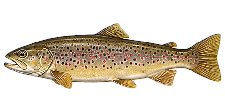 ブラウントラウト(Brown Trout)のイラスト