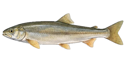 ウグイ(Japanese Dace (Ugui))のイラスト