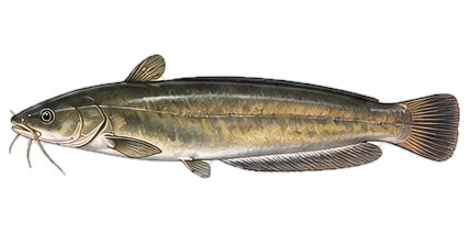 ナマズ（Japanese Catfish (Namazu)）のイラスト