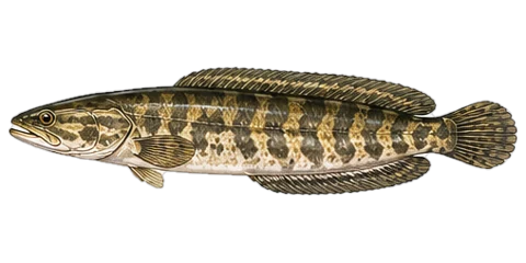ライギョ（Snakehead (Raigyo)）のイラスト