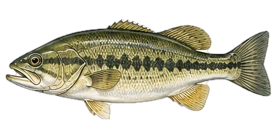 スモールマウスバス（Smallmouth Bass）のイラスト