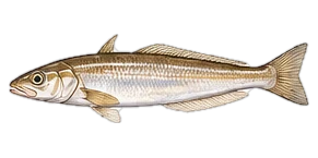 シロギス(Japanese Whiting (Kisu))のイラスト
