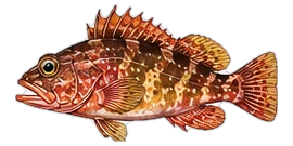 カサゴ（Scorpionfish (Kasago)）のイラスト