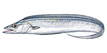 タチウオ（Largehead Hairtail (Tachiuo)）のイラスト