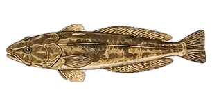 マゴチ（Bartail Flathead (Magochi)）のイラスト