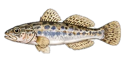 ハゼ(Yellowfin Goby (Haze))のイラスト
