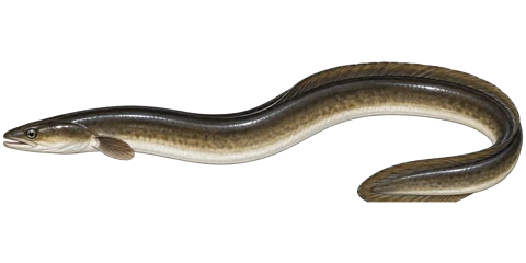 ウナギ(Japanese Eel (Unagi))のイラスト