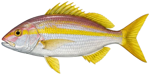 Ilustración de Colirrubia
