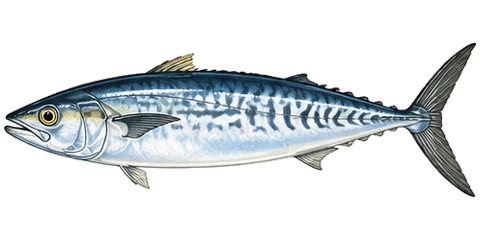 セロサワラ(Cero Mackerel)のイラスト